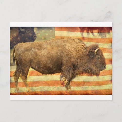 American Buffalo Postcard