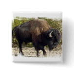 American Buffalo Square Pin