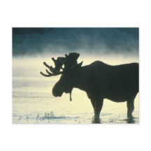 American Bull Moose