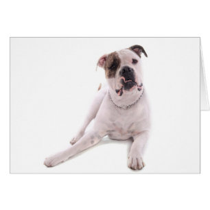 American bulldog cards