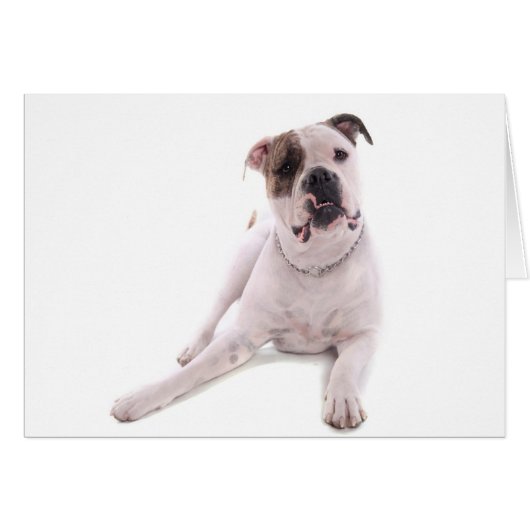 American bulldog cards (Front Horizontal)