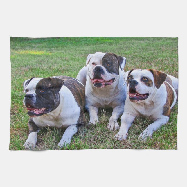 American Bulldog Kitchen Towel (Horizontal)