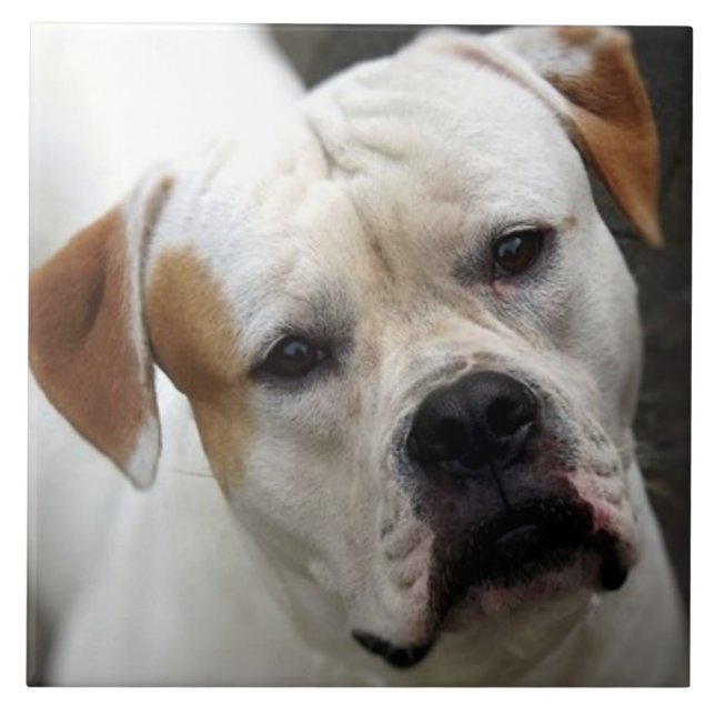 American Bulldog Love, Rescue Dog Life Best Friend Ceramic Tile (Front)