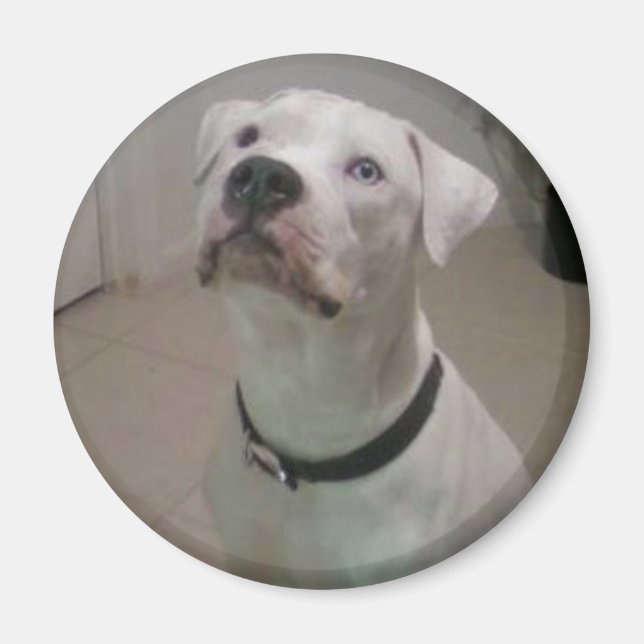 American bulldog magnet (Front)