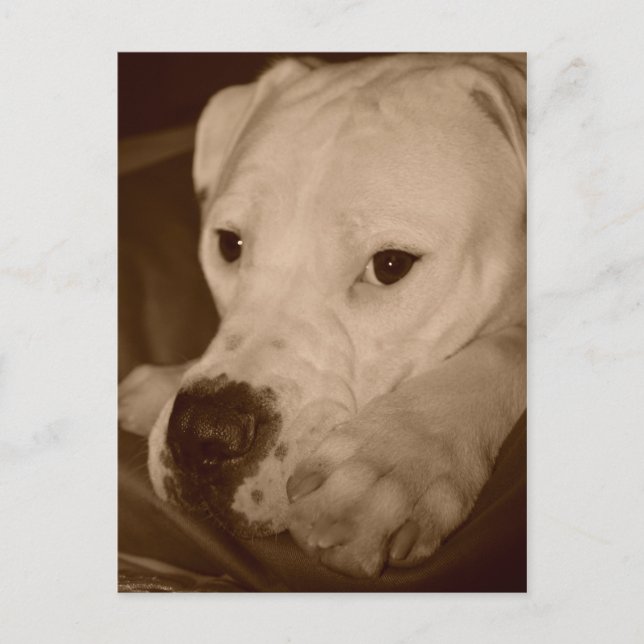 American Bulldog Postcard (Front)