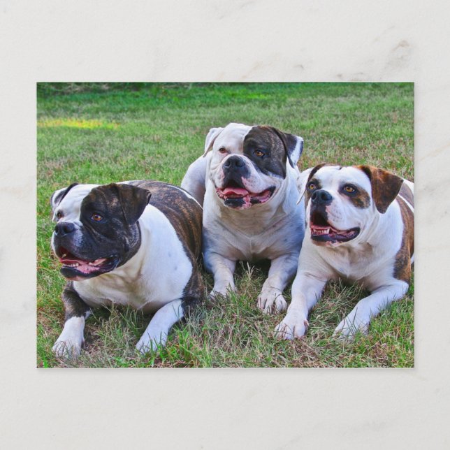American Bulldog Postcard (Front)