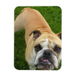 American Bulldog Premium Magnet