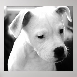 American Bulldog Pups Poster