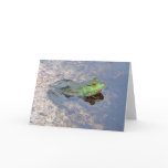 American Bullfrog in Acadia Card