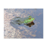 American Bullfrog in Acadia Postcard