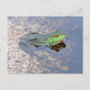 American Bullfrog in Acadia Postcard