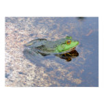 American Bullfrog in Acadia Poster