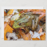 American Bullfrog in Fall Magnet<br><div class="desc">An American Bullfrog emerges from New England snow and stares directly at you. American Bullfrogs are amazing animals. They hibernate in winter and can appear dead. Their body forms ice crystals,  their heart stops beating,  and they stop breathing. In the spring,  they thaw out and resume normal activities.</div>