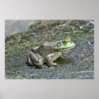 American Bullfrog in the Pond Poster