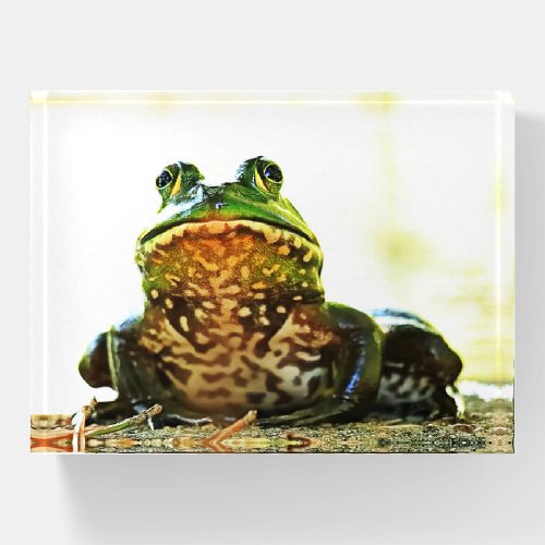 American Bullfrog Posing Paperweight