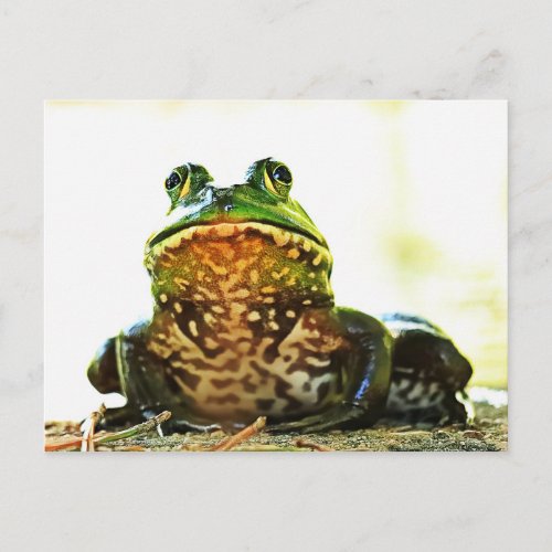 American Bullfrog Posing Postcard