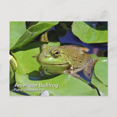 American Bullfrog Postcard