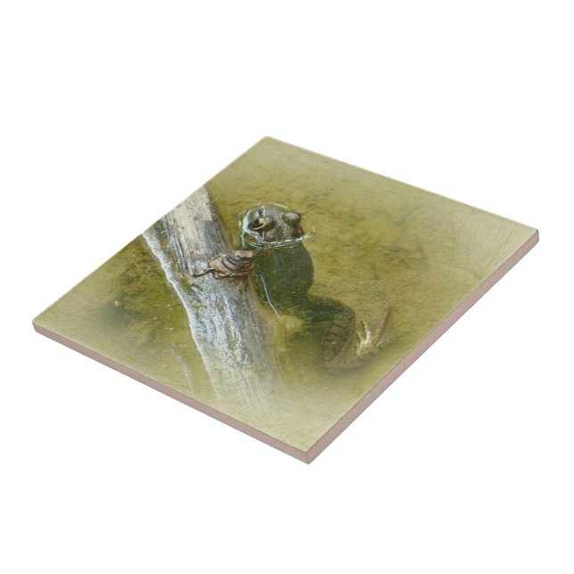 American Bullfrog - Rana catesbeiana Ceramic Tile (Side)