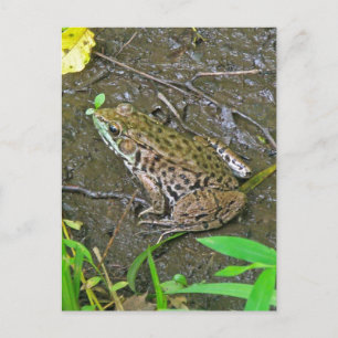 American Bullfrog - Rana catesbeiana Postcard