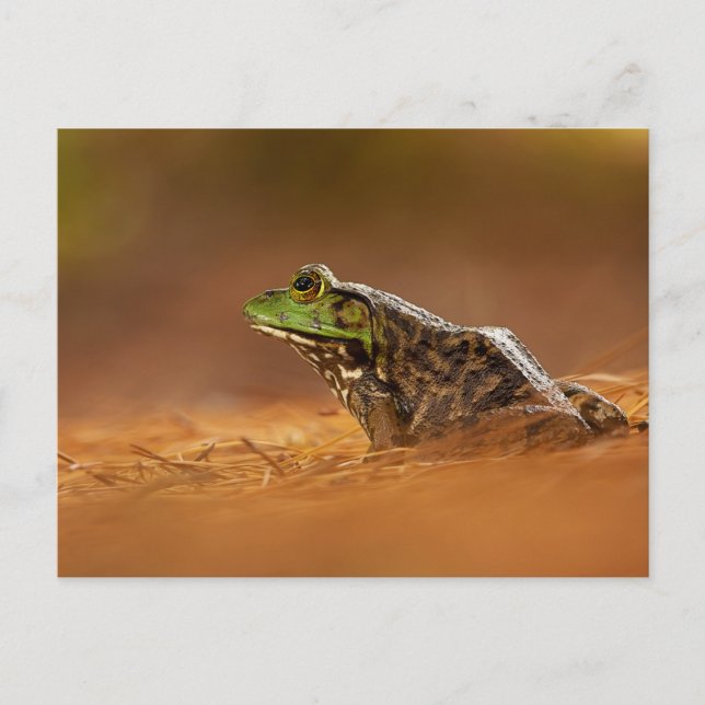 American Bullfrog Sitting on Pine Needles Poster Postcard (Front)