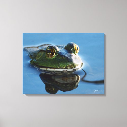 American Bullfrog With Reflection 18x24 Canvas Print