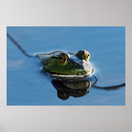 American Bullfrog With Reflection 20x30 Poster