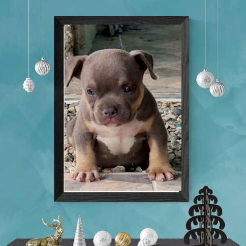 American bully bread puppy poster