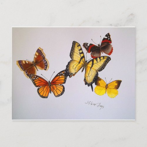 American Butterflies Postcard