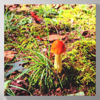 American Caesar Mushroom Canvas Photo Tile
