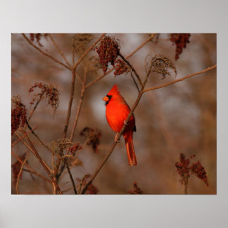 American Cardinal Poster