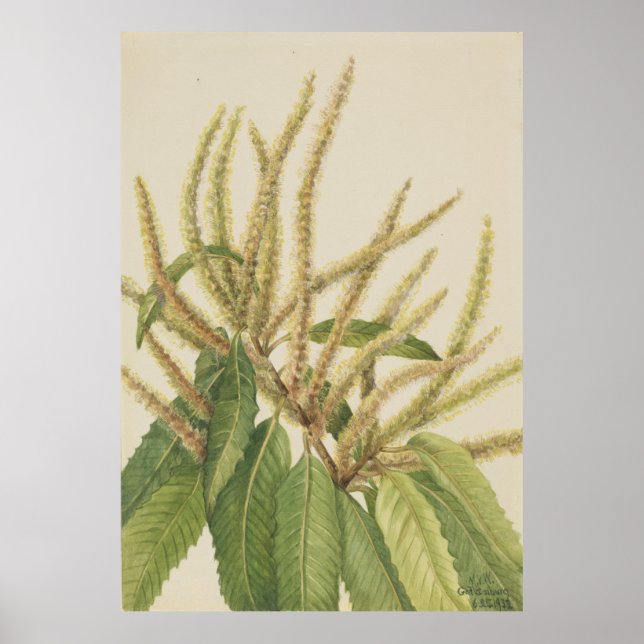 American Chestnut (Castanea dentata) Poster (Front)