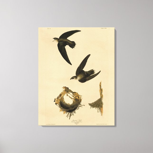 American (Chimney) Swift Audubon, Birds of America Canvas Print (Front)