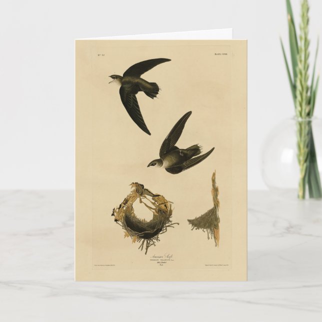 American (Chimney) Swift Audubon, Birds of America Card (Front)