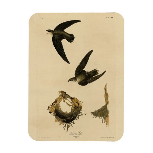 American (Chimney) Swift Audubon, Birds of America Magnet (Vertical)