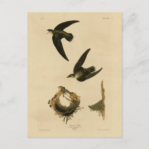 American (Chimney) Swift Audubon, Birds of America Postcard