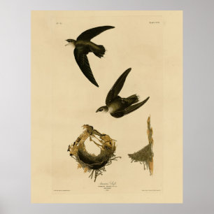 American (Chimney) Swift Audubon, Birds of America Poster