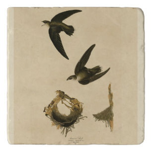 American (Chimney) Swift Audubon, Birds of America Trivet