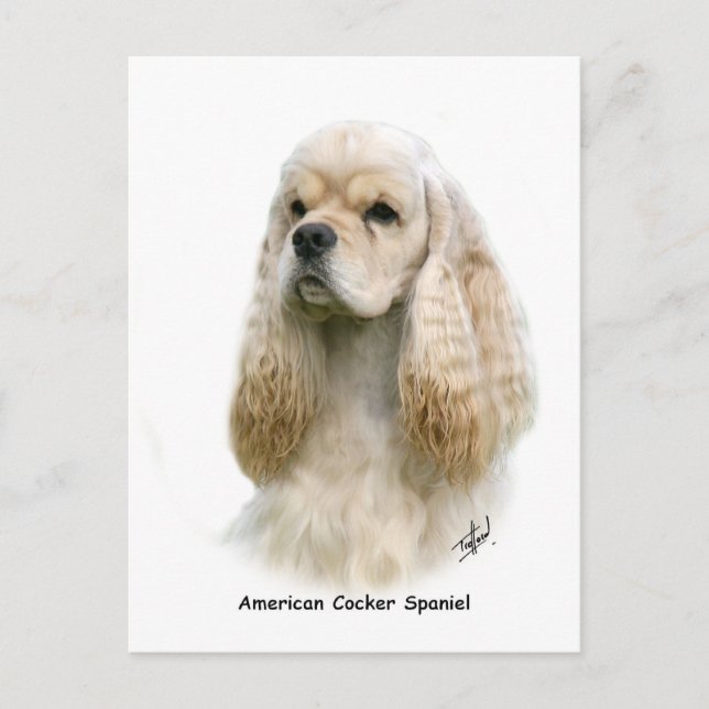 American Cocker Spaniel 9Y244D-035 Postcard (Front)