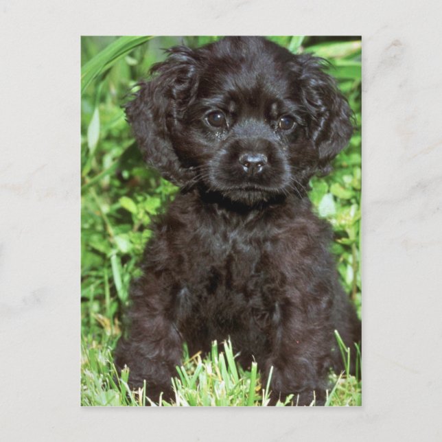 American Cocker Spaniel Postcard (Front)