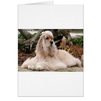 American Cocker Spaniel Series Cards