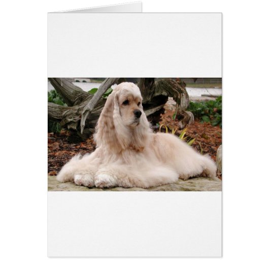 American Cocker Spaniel Series Cards (Front)