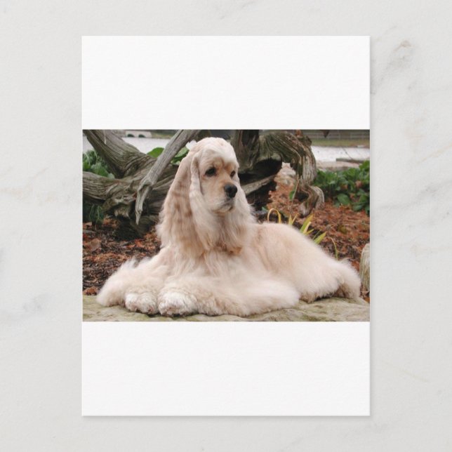 American Cocker Spaniel Series Postcard (Front)