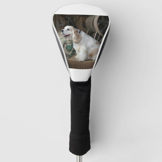 american cocker spaniel sitting golf head cover (Front)