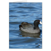 American Coot (Front)