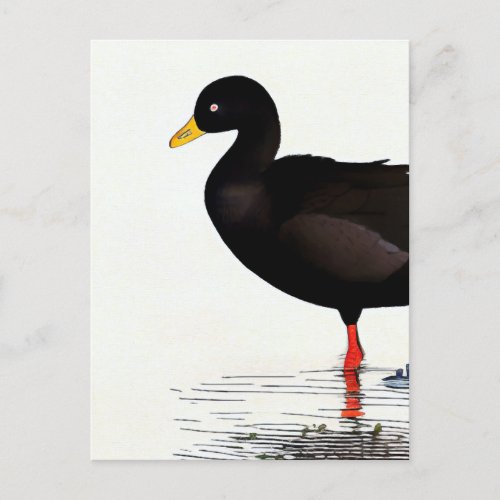 American Coot _ Bird _ Nature Art Card