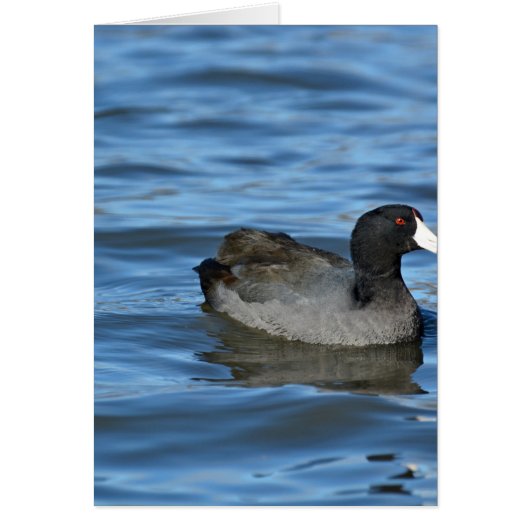 American Coot Cards (Front)