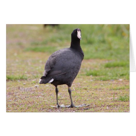 American Coot Cards (Front Horizontal)