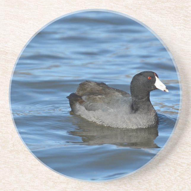 American Coot Coaster (Front)