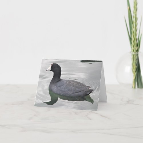 American Coot Photo Folded Note Card
