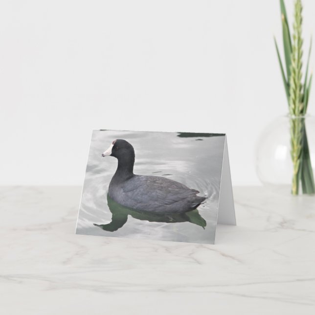 American Coot Photo Folded Note Card (Front)